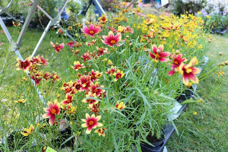 Journées des plantes d'automne de Chantilly