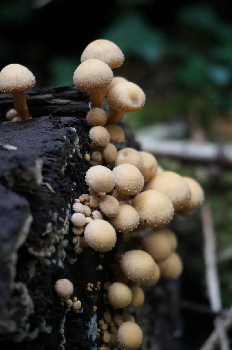 Sortie mycologique en forêt d'Halatte