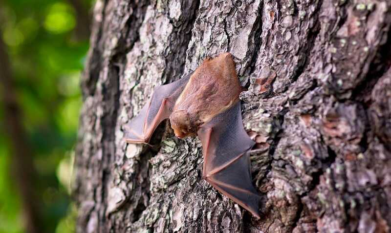 Les chauves-souris de la forêt de Retz