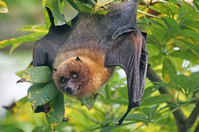 Nuit de la chauve-souris