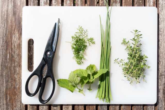 Cuisine des plantes sauvages