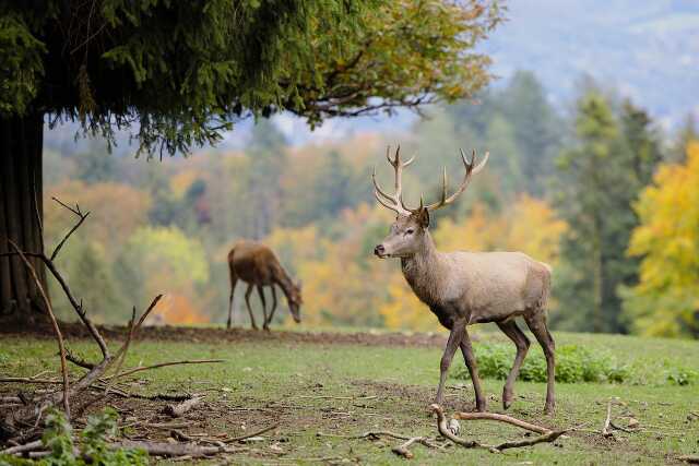 Vivre le brame du cerf