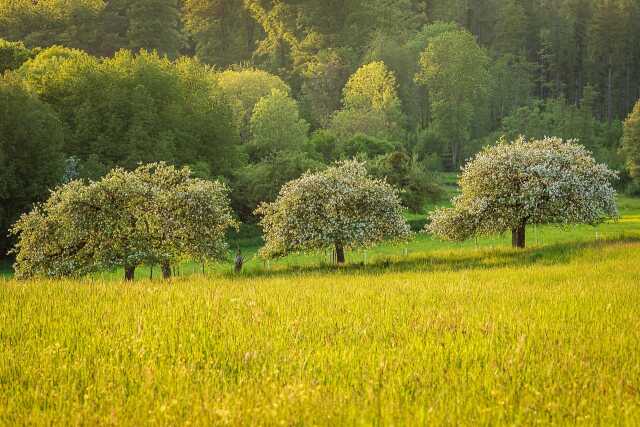 Taille des arbres du verger