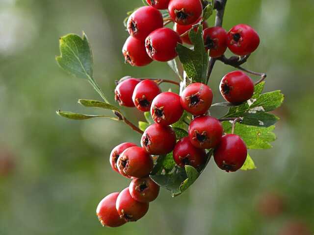 Plantes sauvages comestibles