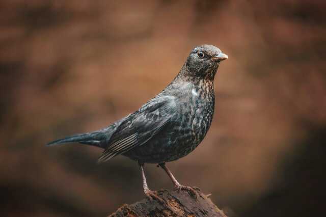 Fête de la grue : Ateliers nature