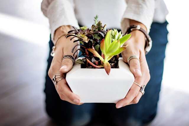 Balade découverte des plantes