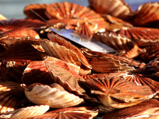 Fête de la Coquille, des produits de la Mer et de la Gastronomie