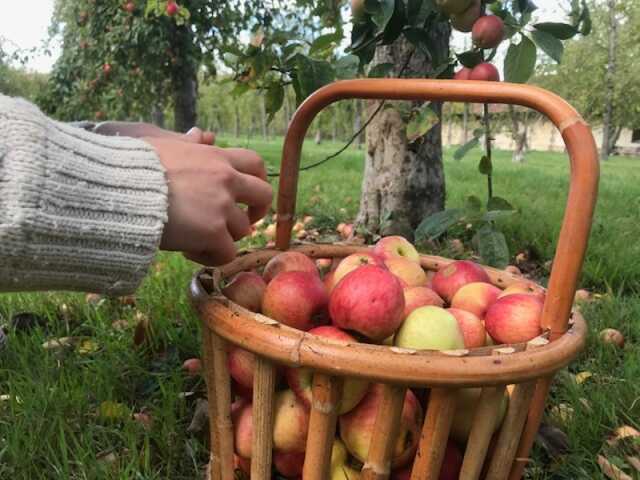 [Calvados Time] Activité récolte