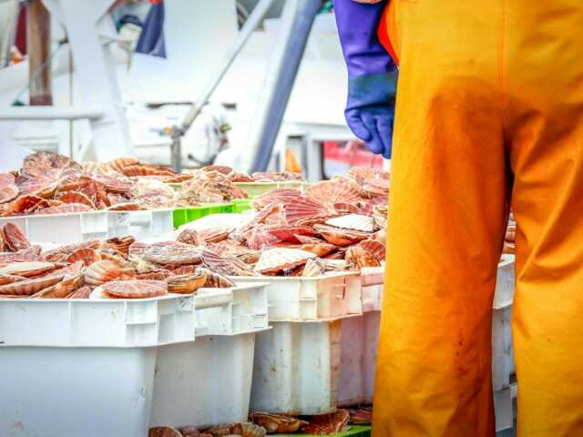 Visite du port de pêche spéciale Coquille St Jacques