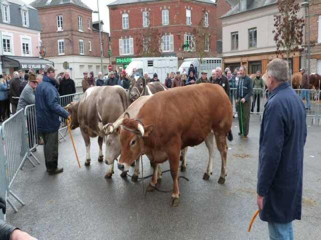 Foire Saint André de Livarot - Concours d'animaux de viande et dégustation de tripes