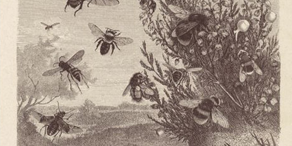 Café Apicole - Les pollinisateurs