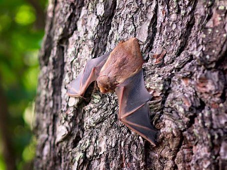 Nuit de la chauve-souris à Villers-Bocage