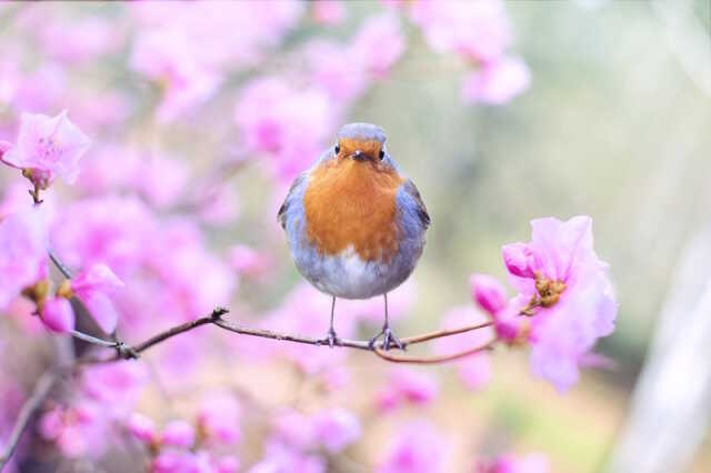 Découverte des chants d'oiseaux