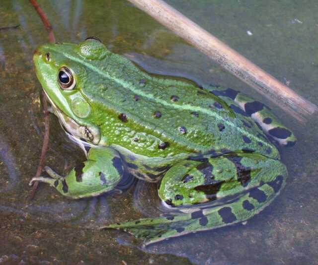 Grenouilles et tritons du marais de la Touques