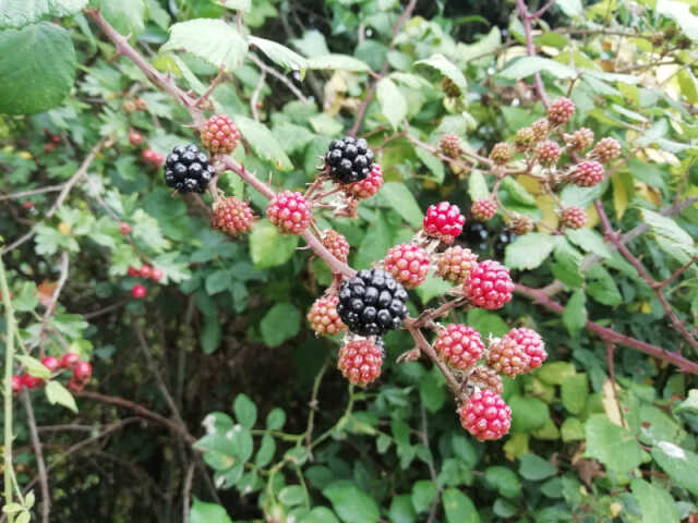 Les baies et fruits d'automne de la brèche au Diable