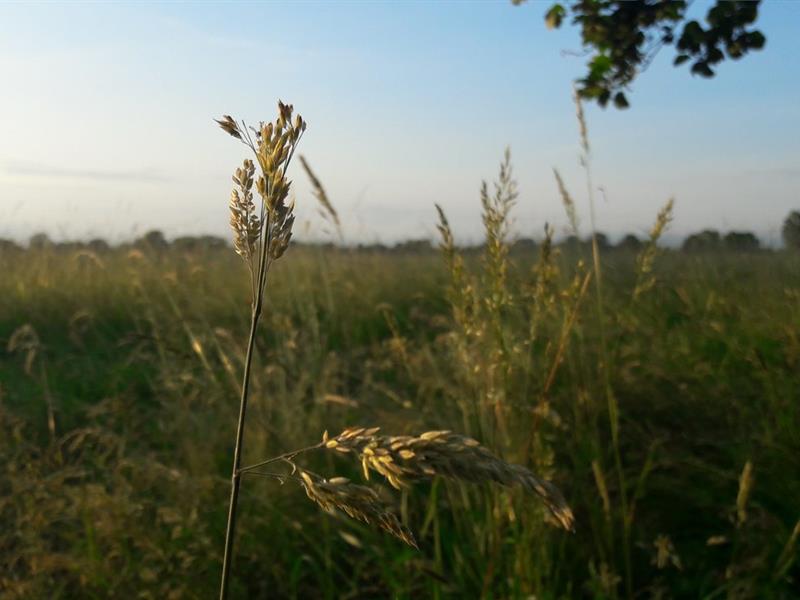 Sortie : les plantes dans tous leurs états