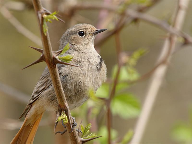 Rendez-vous nature : Les chants d'oiseaux