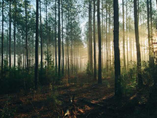 Exposition photographique : La forêt de Valérie Meyer