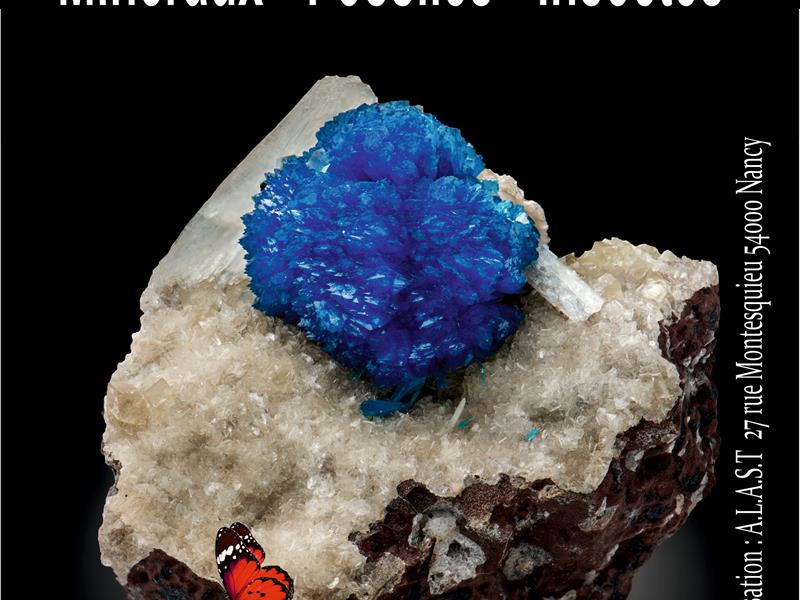 3ème bourse minéraux fossiles et insectes