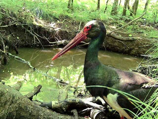 Exposition photos et vidéos de cigognes noires