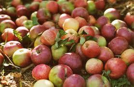 Fête de la pomme
