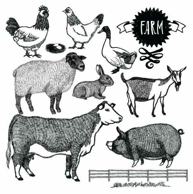 Fête du cochon