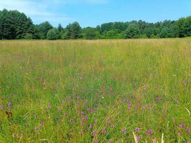 Les zones humides et prairies du Falkensteinbach