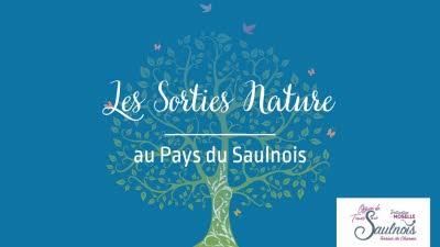 A l'écoute de la forêt - Sons d'une nuit d'automne
