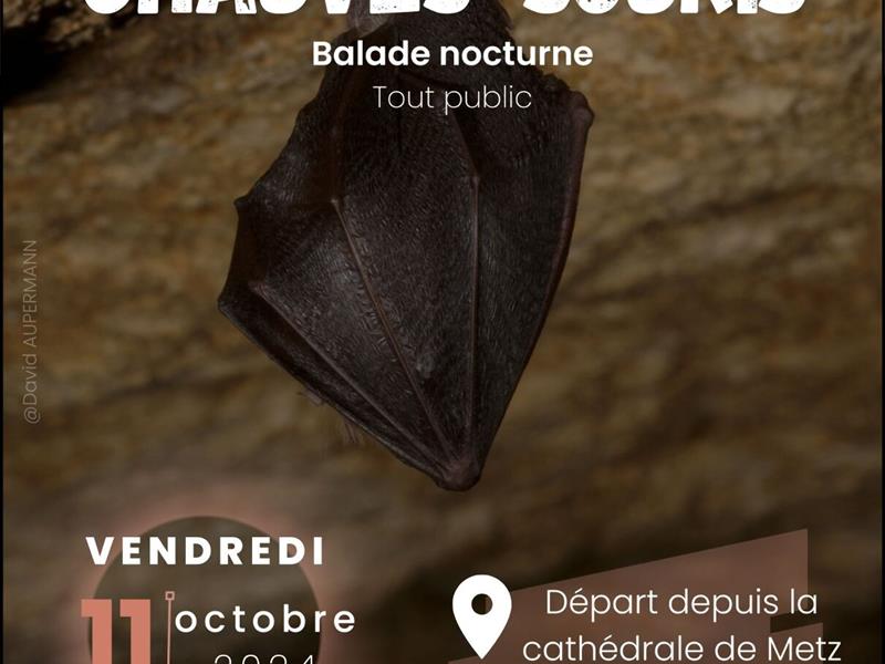 BALADE NOCTURNE : À LA DÉCOUVERTE DES CHAUVES-SOURIS