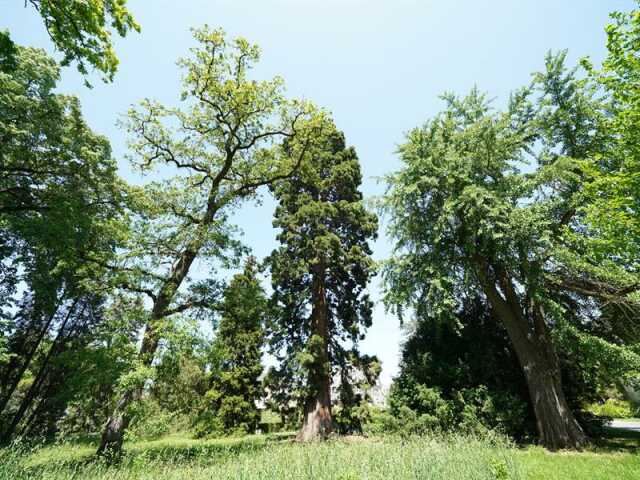 CONFÉRENCE - LES ARBRES REMARQUABLES DE LA VILLE DE METZ