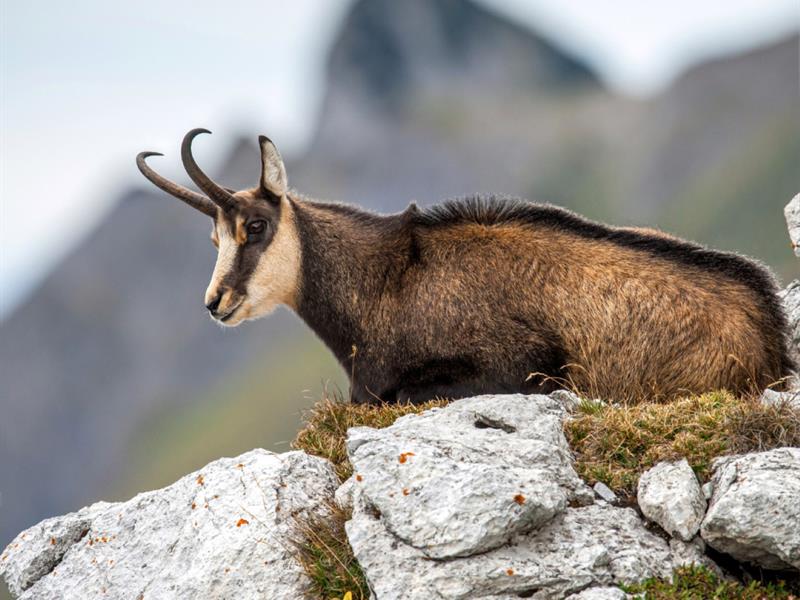 OBSERVATION DES CHAMOIS