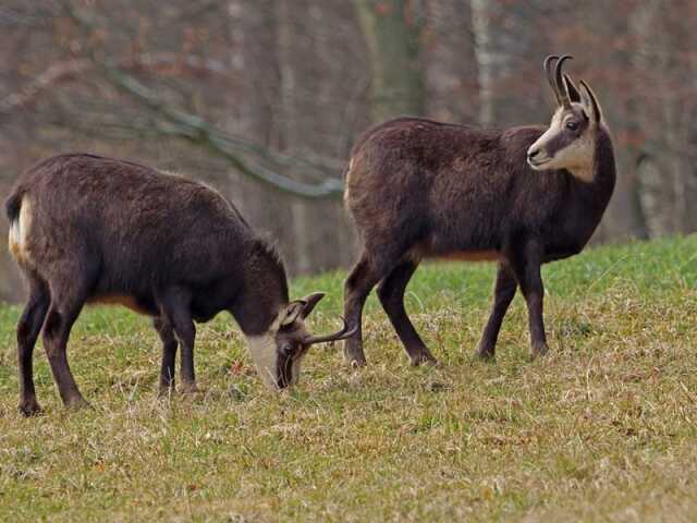 SORTIE NATURE AVEC GUILLAUME : DES CHAMOIS DANS LES JUMELLES