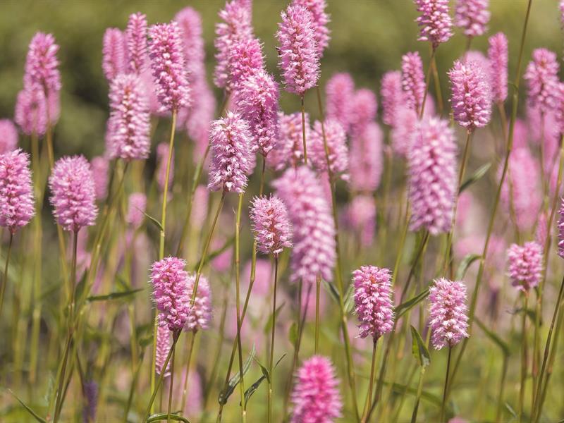 SORTIE NATURE : LES FLEURS DU PRINTEMPS