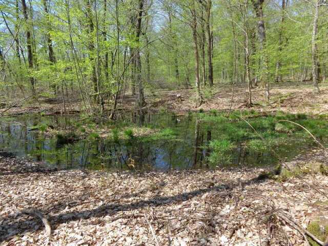 Découverte historique et scientifique de la forêt  du Buchholz