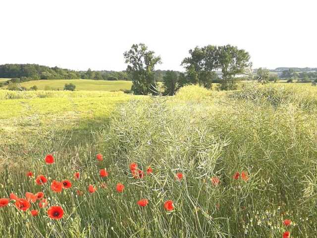 Qu'est ce qui se trama dans la prairie ?