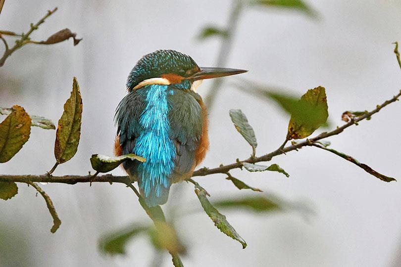 CONFÉRENCE - OISEAUX & ZONES HUMIDES