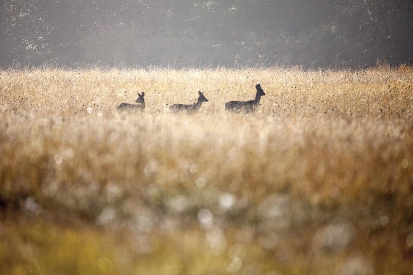 EXPOSITION COLLECTIVE DE PHOTOGRAPHIES : « EXPRIME TA NATURE ! » DE CLAUDE DAVIGNON (EN EXTÉRIEUR)