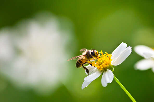 À la recherche de nos pollinisateurs