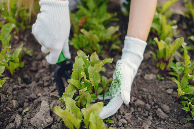 Quels légumes choisir ?