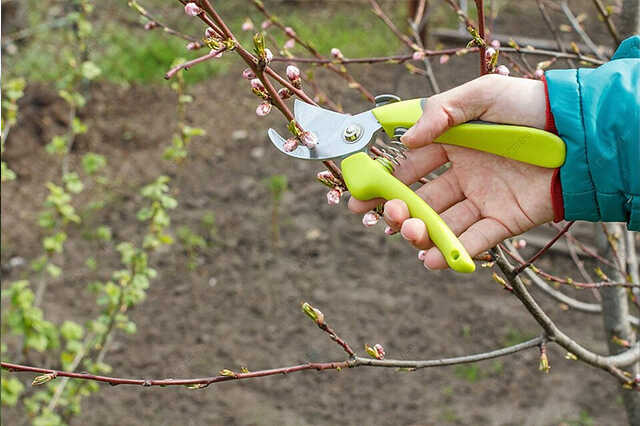 Restauration de vieux arbres fruitiers