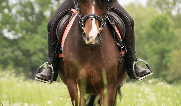 Balade en Forêt pour Cavaliers