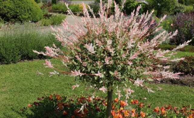 Exposition ‘Mémoire de Jardins’