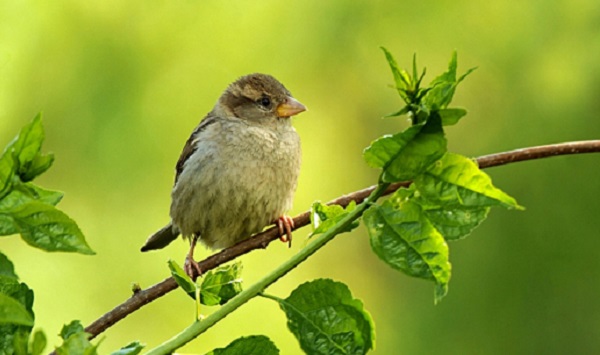 Les Oiseaux des Jardins dans le Communal de St-Josse