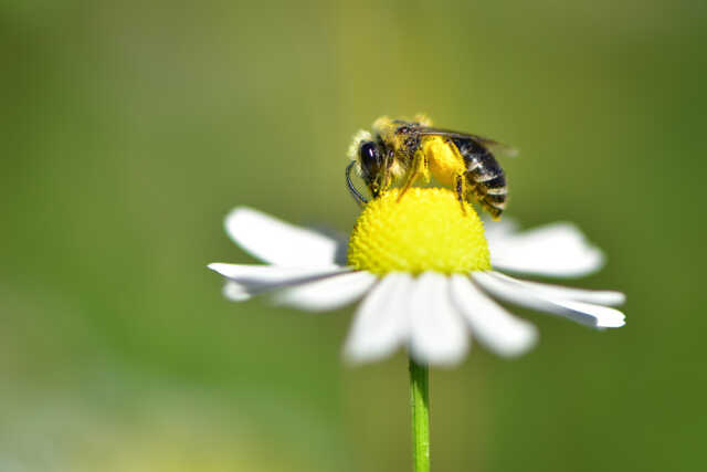 Lac d'Ardres - Abeille sauvage ou abeille domestique ?