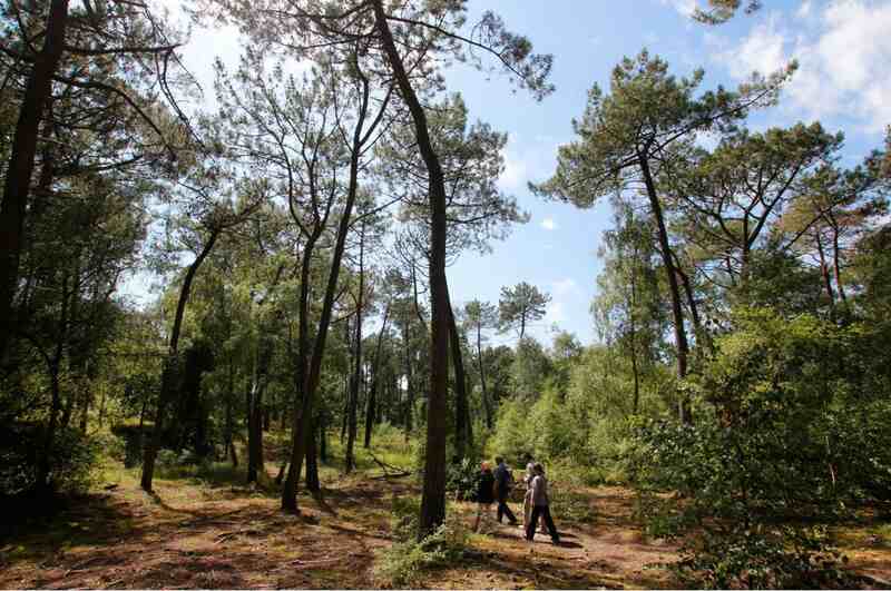 Atelier enfant - Mon herbier de la forêt du Touquet