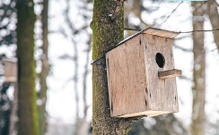 Des nichoirs en hiver pourquoi faire ?
