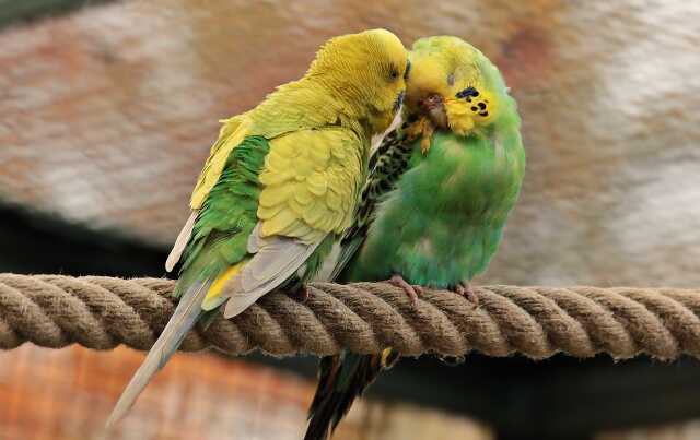 Concours et bourse aux oiseaux